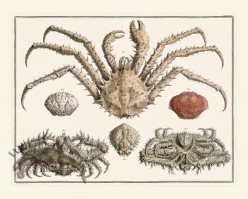 Seba B2 022 King Crab